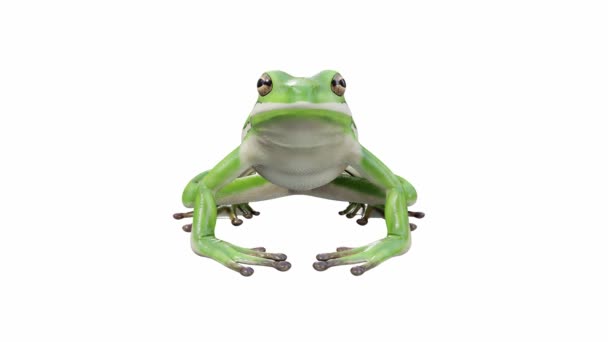 Animación American Green Tree Frog Ocioso Bucle Sin Costuras Luma — Vídeo de stock