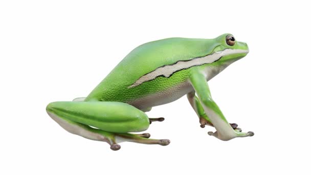 Animering American Green Tree Frog Tomgång Sömlös Loop Luma Matt — Stockvideo