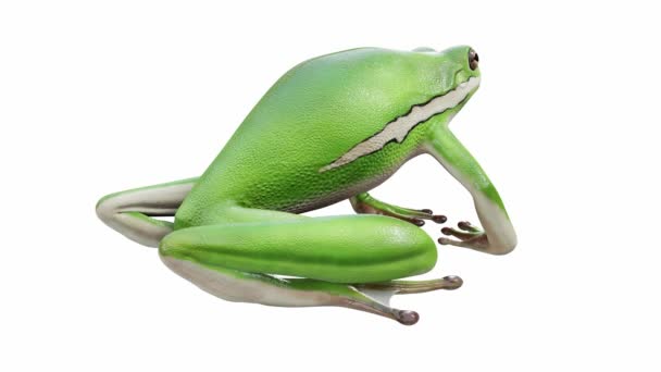 Animação American Green Tree Frog Ocioso Loop Sem Costura Luma — Vídeo de Stock