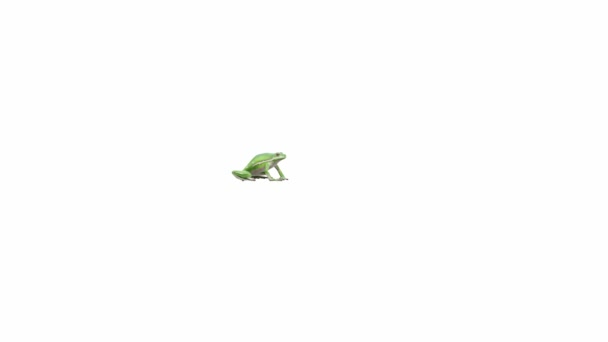 3Dアニメーションのアメリカの緑の木カエル ジャンプ ルママットが含まれています — ストック動画