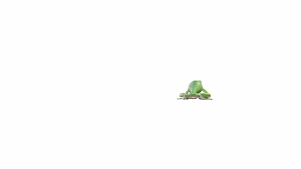 Animación American Green Tree Frog Saltar Luma Mate Incluido — Vídeo de stock