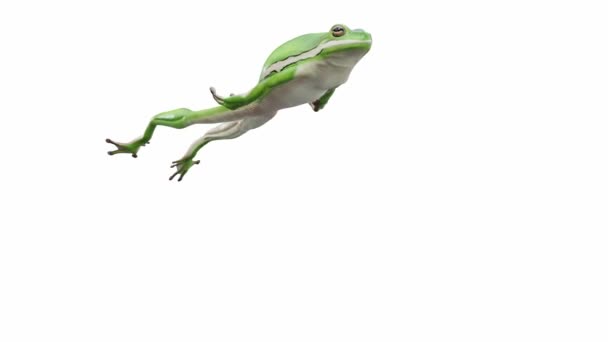 Animazione American Green Tree Frog Salto Loop Senza Soluzione Continuità — Video Stock