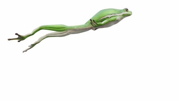 Animazione American Green Tree Frog Salto Loop Senza Soluzione Continuità — Video Stock