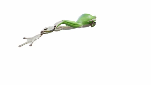 3Dアニメーションのアメリカの緑の木カエル ジャンプ シームレスなループ ルママットが含まれています — ストック動画