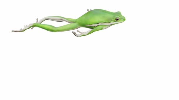3Dアニメーションのアメリカの緑の木カエル ジャンプ シームレスなループ ルママットが含まれています — ストック動画