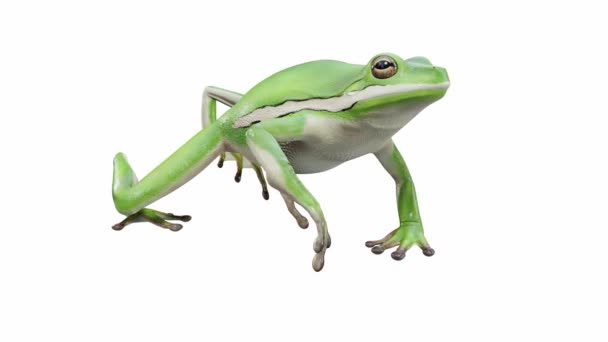 Анимация American Green Tree Frog Ходьба Бесшовный Цикл Luma Matte — стоковое видео