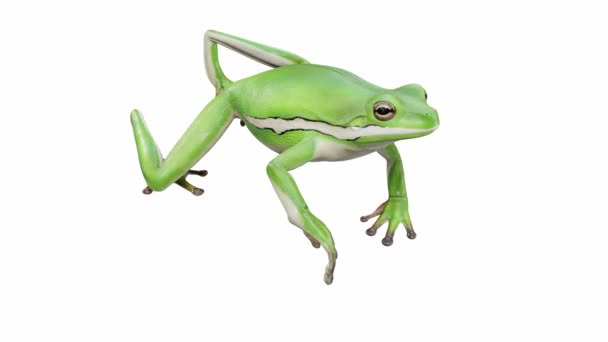 Animatie Van American Green Tree Frog Wandelen Naadloze Lus Luma — Stockvideo