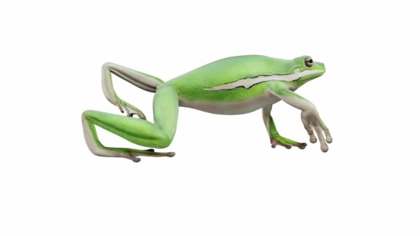 Animering American Green Tree Frog Promenader Sömlös Loop Luma Matt — Stockvideo