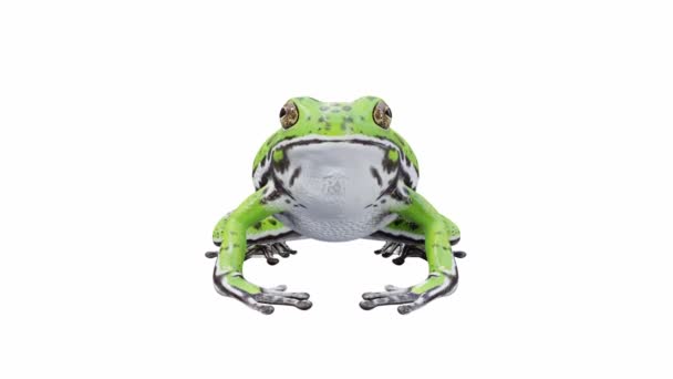 Animation Barking Tree Frog Calling Seamless Loop Luma Matte Included — Stock Video