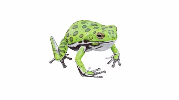 Animation Barking Tree Frog Calling Seamless Loop Luma Matte Included — Stock Video