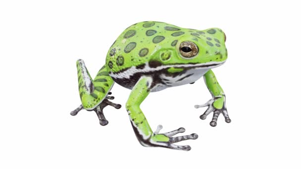 Animation Barking Tree Frog Idle Seamless Loop Luma Matte Included — Stock Video