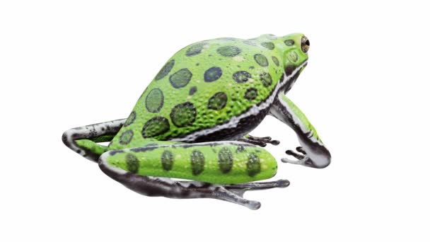 3Dアニメーションの樹皮の木カエル アイドル シームレスループ ルママットが含まれています — ストック動画