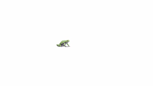 Анимация Лающая Лягушка Дерево Прыжки Лума Матте Включены — стоковое видео