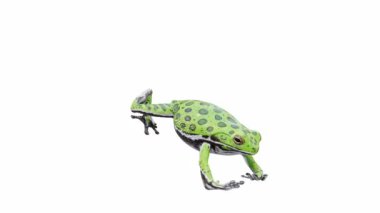 Havlayan Ağaç Kurbağası 'nın 3D animasyonu, atlama, kusursuz döngü, Luma Matte dahil