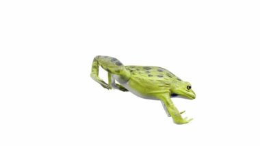 Hint Kurbağası 'nın 3D animasyonu, atlama, kusursuz döngü, Luma Matte dahil.