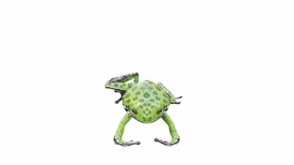 Animazione Barking Tree Frog Salto Loop Senza Soluzione Continuità Luma — Video Stock