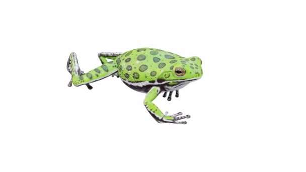 Animazione Barking Tree Frog Piedi Loop Senza Soluzione Continuità Luma — Video Stock