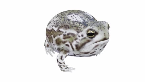 Animação Desert Rain Frog Chamando Loop Sem Costura Luma Matte — Vídeo de Stock