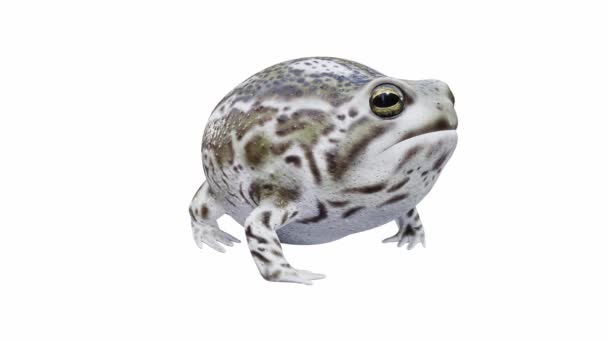 Animation Desert Rain Frog Idle Seamless Loop Luma Matte Included — Stock Video