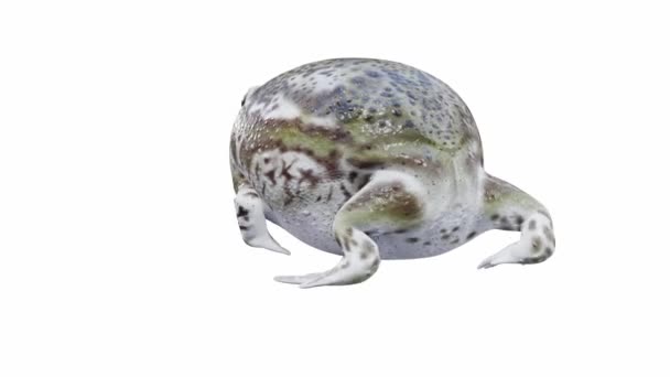 Animation Του Desert Rain Frog Περπάτημα Αδιάλειπτη Βρόχο Luma Matte — Αρχείο Βίντεο