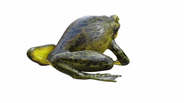 Animação Golias Bullfrog Chamando Loop Sem Costura Luma Matte Incluído — Vídeo de Stock
