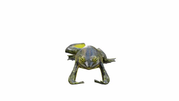 Анимация Голиаф Bullfrog Прыжки Бесшовный Цикл Лума Матте Включены — стоковое видео