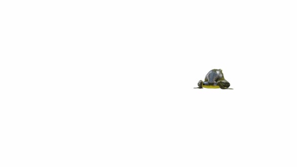 Animation Goliath Bullfrog Jumping Luma Matte Included — Stock Video