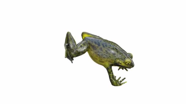 Animatie Van Goliath Bullfrog Springen Naadloze Lus Luma Matte Inbegrepen — Stockvideo