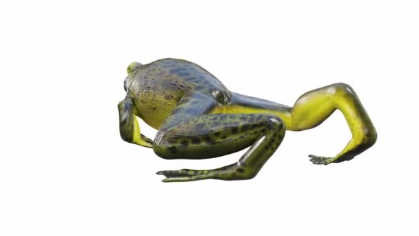 Goliath Bullfrog Animasyonu Yürüyen Kusursuz Döngü Luma Matte Dahil — Stok video