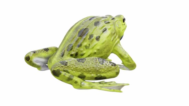 Animation Indian Bullfrog Frog Calling Seamless Loop Luma Matte Included — Stock Video