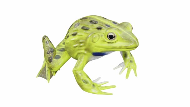 Animação Indian Bullfrog Frog Chamando Loop Sem Costura Luma Matte — Vídeo de Stock