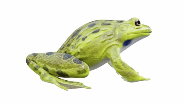 Animatie Van Indian Bullfrog Frog Idle Naadloze Lus Luma Matte — Stockvideo
