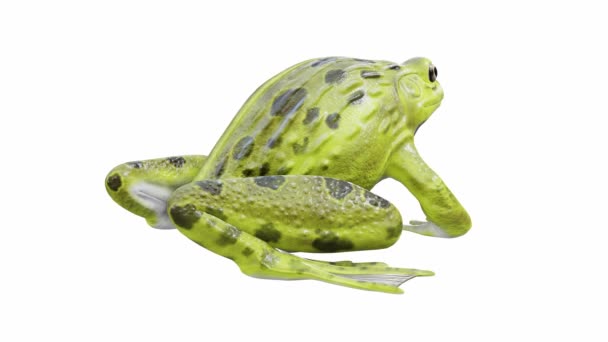 Animation Des Indischen Bullfrog Frog Leerlauf Nahtlose Schleife Inklusive Luma — Stockvideo