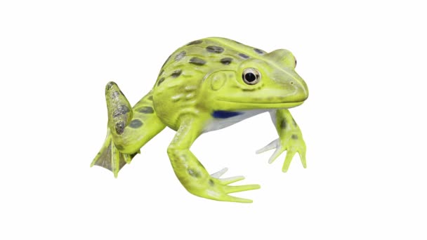 불개구리 개구리 개구리 애니메이션 바다없는 — 비디오
