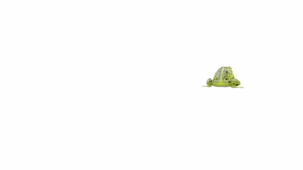 Animatie Van Indian Bullfrog Frog Springen Luma Matte Inbegrepen — Stockvideo