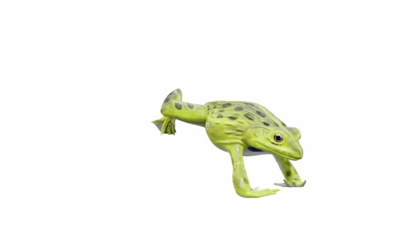 Animatie Van Indian Bullfrog Frog Springen Naadloze Lus Luma Matte — Stockvideo