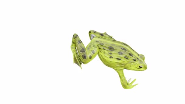 Animering Indian Bullfrog Frog Hoppa Sömlös Loop Luma Matt Ingår — Stockvideo