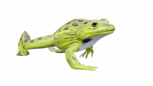 Animering Indian Bullfrog Frog Promenader Sömlös Loop Luma Matt Ingår — Stockvideo