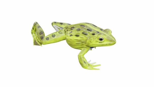 3D动画的印度牛蛙蛙 无缝回圈 Luma Matte包括 — 图库视频影像