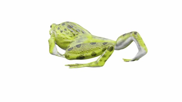 Animatie Van Indian Bullfrog Frog Wandelen Naadloze Lus Luma Matte — Stockvideo