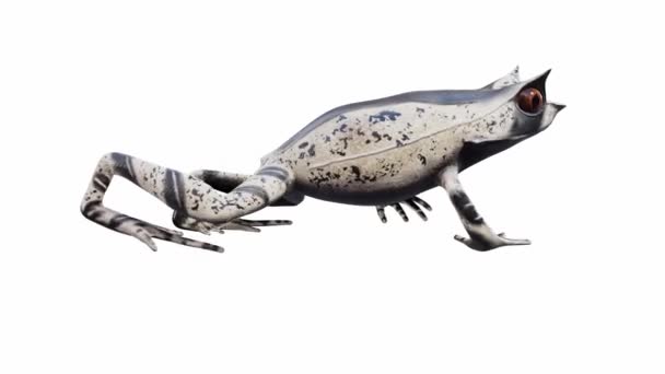 Анимация Малайский Рогатый Лягушонок Ходьба Бесшовный Цикл Лума Матте Включены — стоковое видео