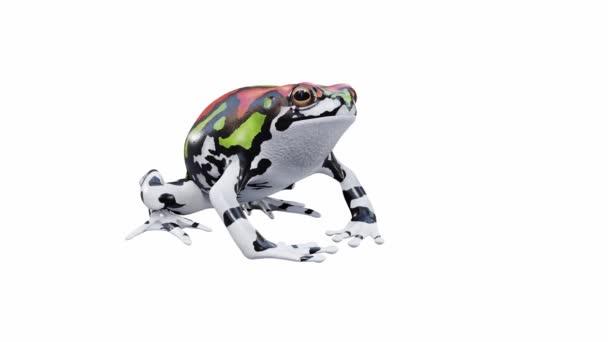 Animation Rainbow Frog Malgache Ralenti Boucle Transparente Luma Matte Inclus — Video