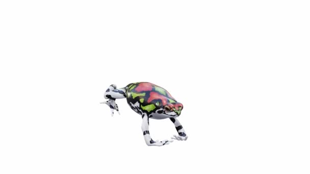 Анимация Малагасийской Радужной Лягушки Прыжки Бесшовный Цикл Лума Матте Включены — стоковое видео