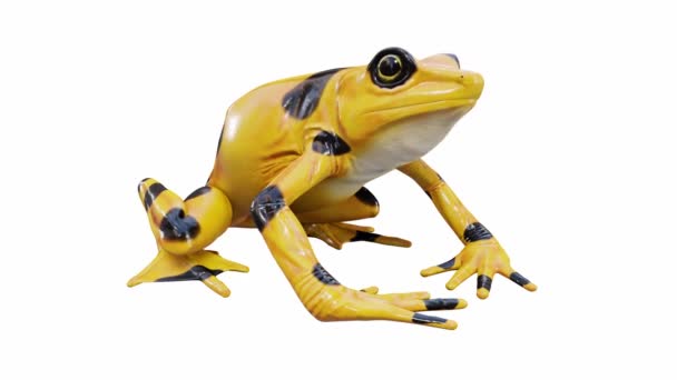 Animatie Van Panamese Golden Frog Bellen Naadloze Lus Luma Matte — Stockvideo