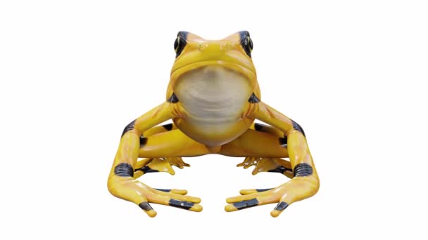 パナマ黄金のカエルの3Dアニメーション 呼び出し シームレスループ ルママットが含まれています — ストック動画