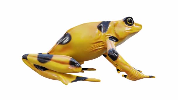 パナマ黄金のカエルの3Dアニメーション アイドル シームレスなループ ルママットが含まれています — ストック動画