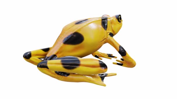 パナマ黄金のカエルの3Dアニメーション アイドル シームレスなループ ルママットが含まれています — ストック動画