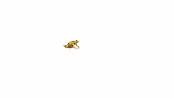Animation Panamanian Golden Frog Jumping Luma Matte Included — Stock Video