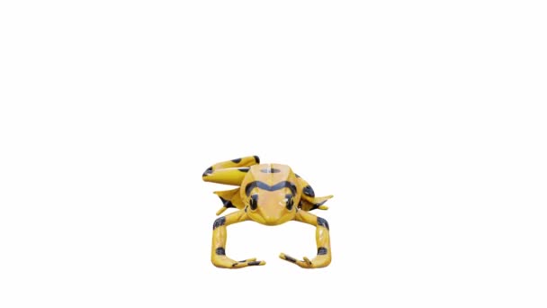 Animation Panamanian Golden Frog Jumping Seamless Loop Luma Matte Included — Stock Video