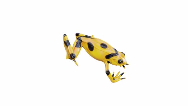 Animação Panamanian Golden Frog Salto Loop Sem Costura Luma Matte — Vídeo de Stock